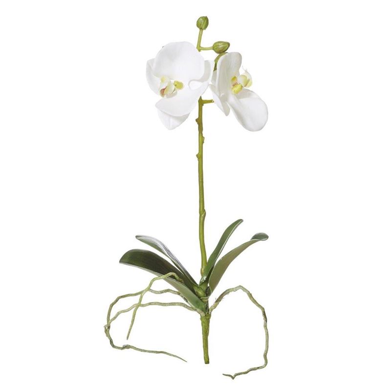 Rogue – Phalaenopsis Plant White 12x6x29cm