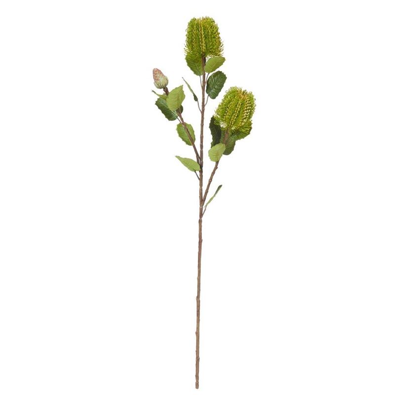 Rogue – Banksia Spray Green 20x15x73cm