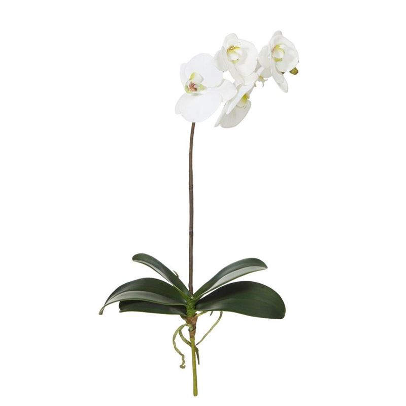 Rogue – Deluxe Phalaenopsis Plant White 26x26x63cm