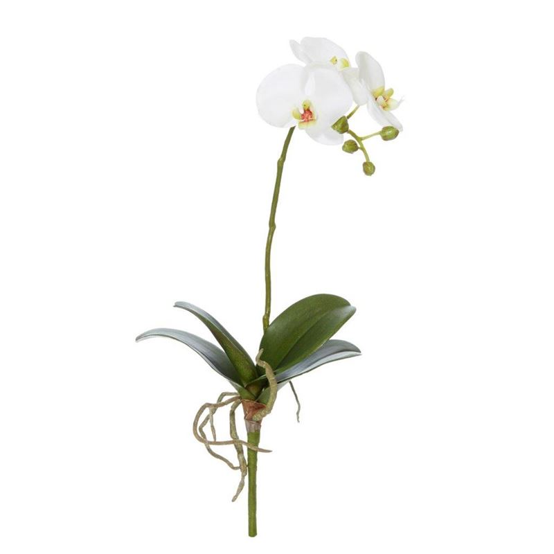 Rogue – Phalaenopsis Plant White 19x12x48cm