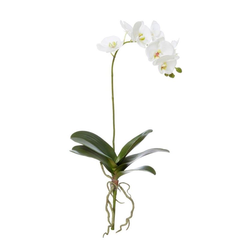 Rogue – Phalaenopsis Plant White 27x12x66cm