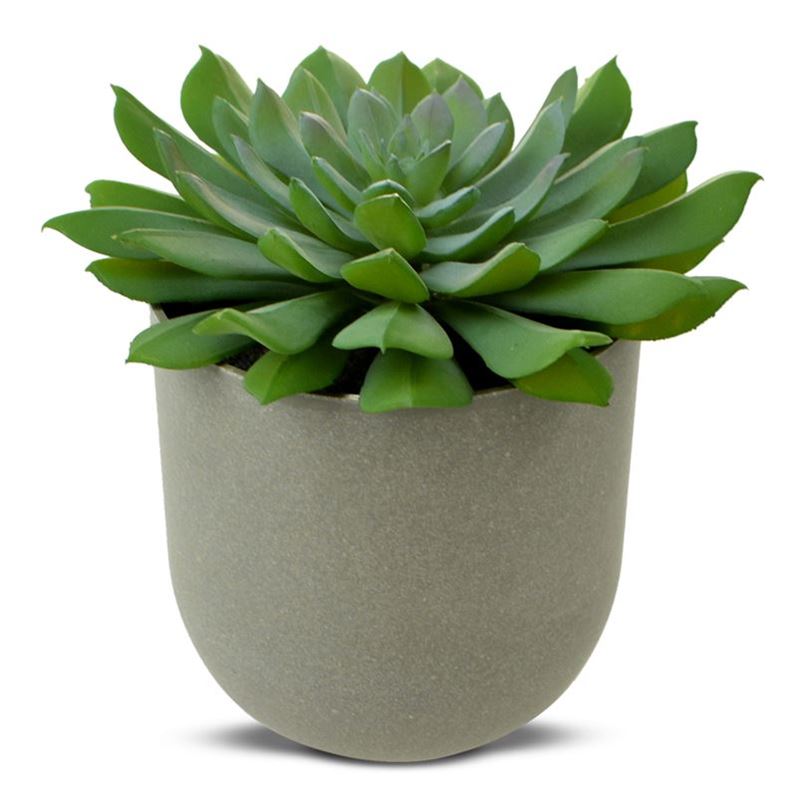 Life Botanic – Green Goddess Succulent in Pot 15x11cm
