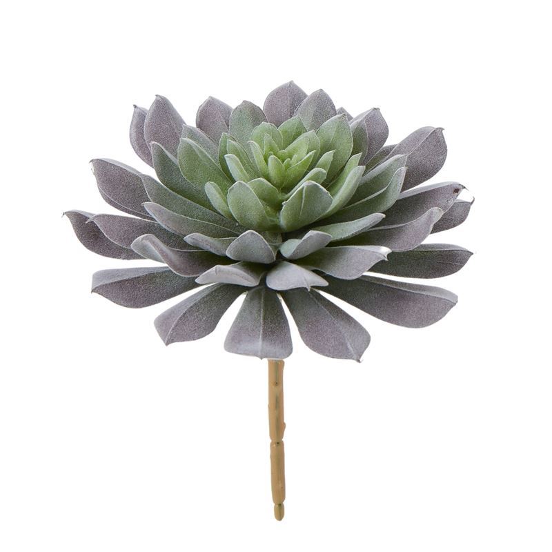 Rogue – Flat Echeveria 15x15x15cm