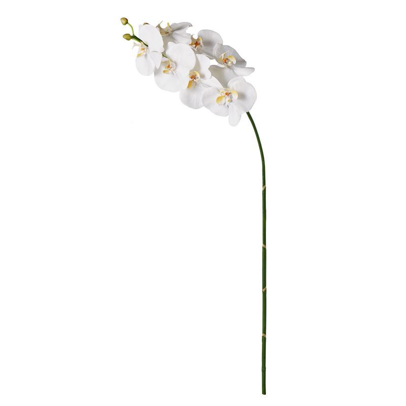 Rogue – Phalaenopsis Stem 88x20x9cm