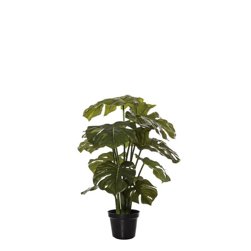 Rogue – Monsteria Plant in Garden Pot 55x50x52cm Green