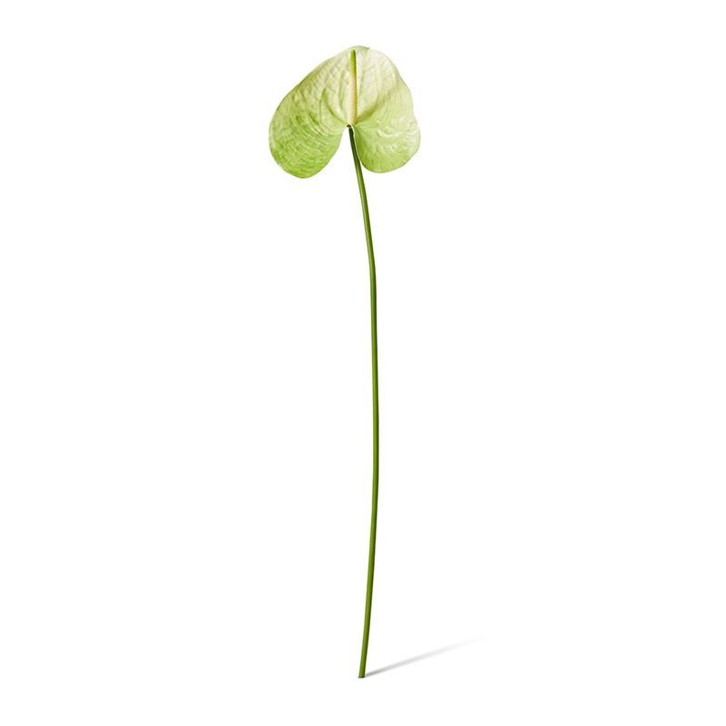 Elme Living – Anthurium Grand Stem 18x16x71cm Green